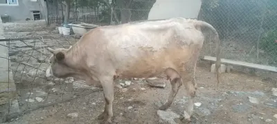 BALALI İNƏK — Heyvanlar, Quşlar, Balıqlar, Sumqayıt — şəkil 2