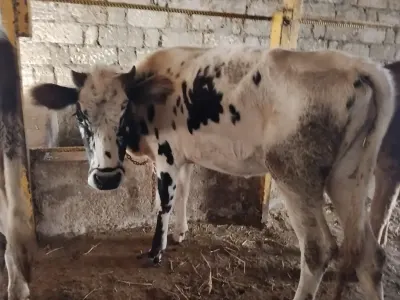 DANALAR — Heyvanlar, Quşlar, Balıqlar, Bakı — şəkil 3