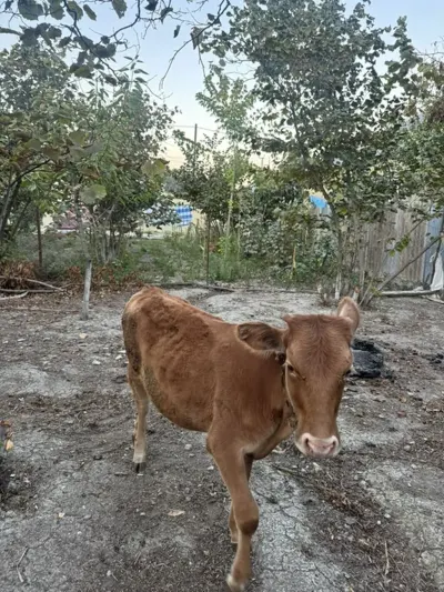 Dana — Heyvanlar, Quşlar, Balıqlar, Quba — şəkil 2