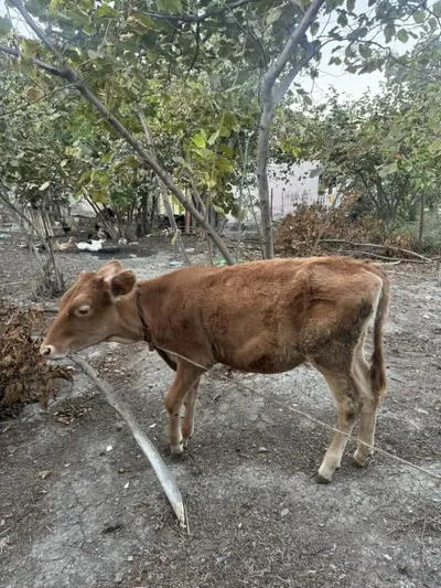 Dana — Heyvanlar, Quşlar, Balıqlar, Quba