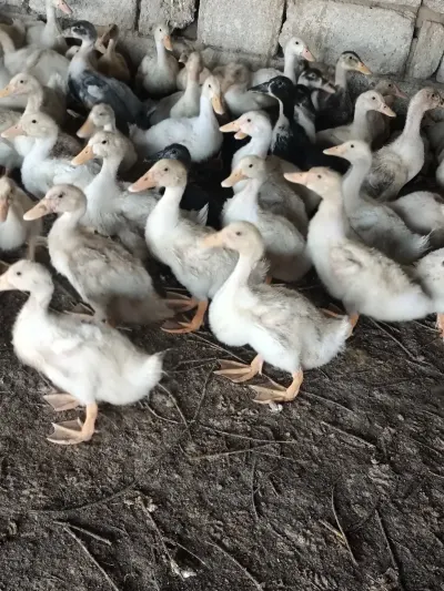 ÖRDƏK — Heyvanlar, Quşlar, Balıqlar, Bakı — şəkil 2