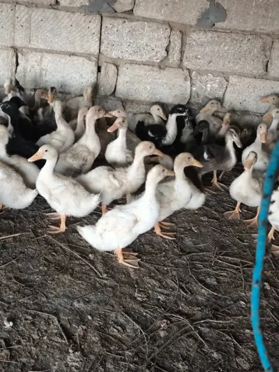 ÖRDƏK — Heyvanlar, Quşlar, Balıqlar, Bakı