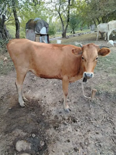 DANA — Heyvanlar, Quşlar, Balıqlar, İsmayıllı