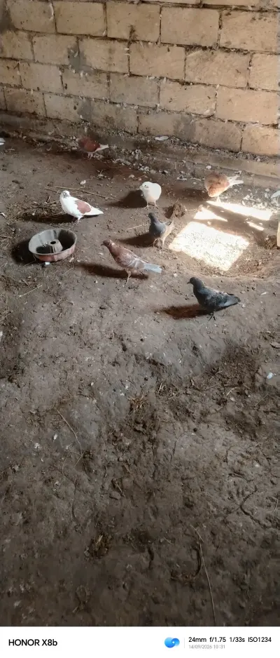 QUŞ — Heyvanlar, Quşlar, Balıqlar, Cəlilabad