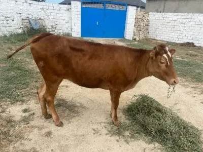 DANA — Heyvanlar, Quşlar, Balıqlar, Bakı — şəkil 2
