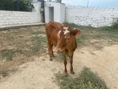 DANA — Heyvanlar, Quşlar, Balıqlar, Bakı