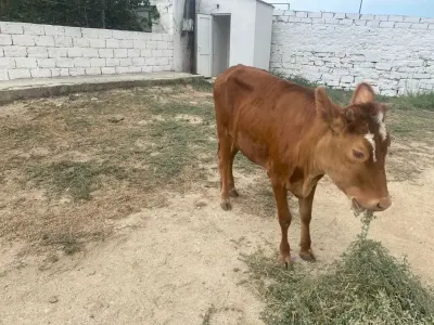 DANA — Heyvanlar, Quşlar, Balıqlar, Bakı — şəkil 3