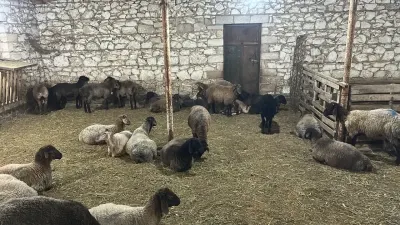 QUZULAR — Heyvanlar, Quşlar, Balıqlar, Şəmkir