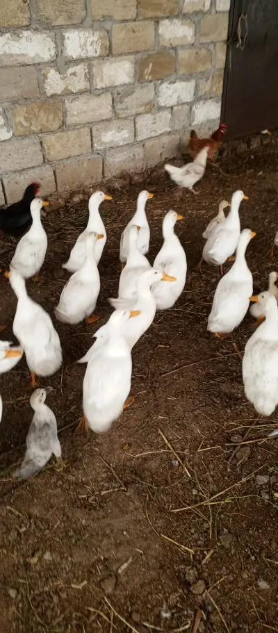 ÖRDƏK — Heyvanlar, Quşlar, Balıqlar, Hacıqabul