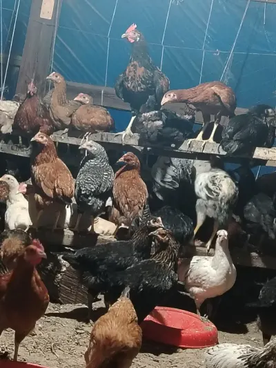 ÇOLPALAR — Heyvanlar, Quşlar, Balıqlar, Yevlax — şəkil 3