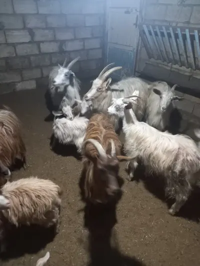 KEÇİ — Heyvanlar, Quşlar, Balıqlar, Xızı