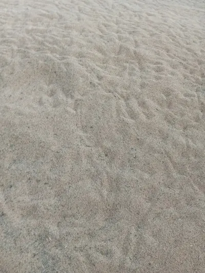 DARI — Dənlilər, Otlar Yemlər,  Bitkilər, İmişli