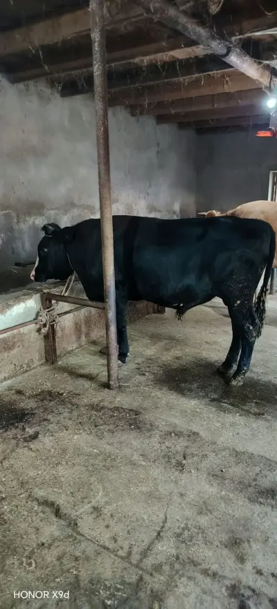 İNƏK — Heyvanlar, Quşlar, Balıqlar, Bakı