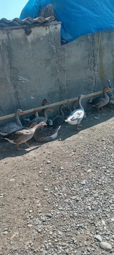 QAZ — Heyvanlar, Quşlar, Balıqlar, İmişli