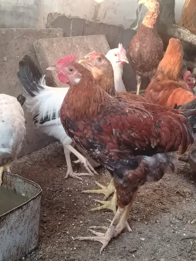 ÇOLPALAR — Heyvanlar, Quşlar, Balıqlar, Yevlax — şəkil 2