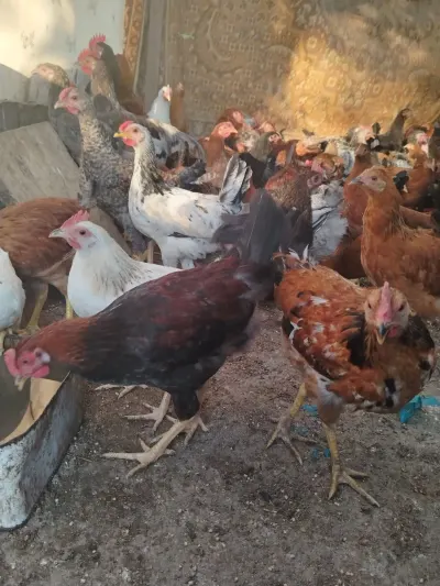 ÇOLPALAR — Heyvanlar, Quşlar, Balıqlar, Yevlax — şəkil 4