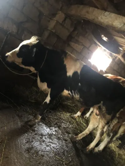 Cöngə — Heyvanlar, Quşlar, Balıqlar, Xaçmaz