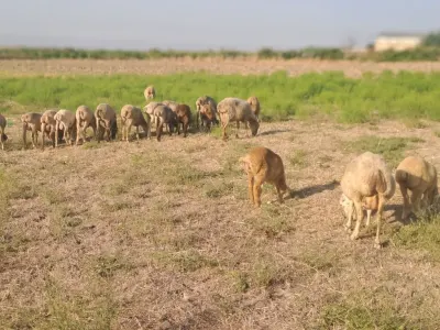 QOYUNLAR — Heyvanlar, Quşlar, Balıqlar, Ağsu — şəkil 2