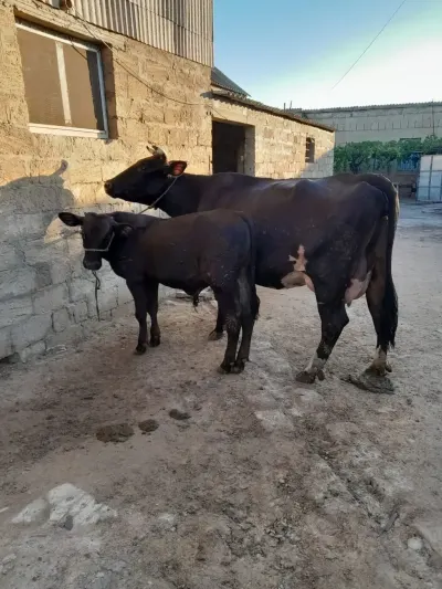BALALI İNƏK — Heyvanlar, Quşlar, Balıqlar, Bakı