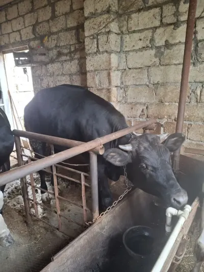 İNƏK — Heyvanlar, Quşlar, Balıqlar, Xırdalan