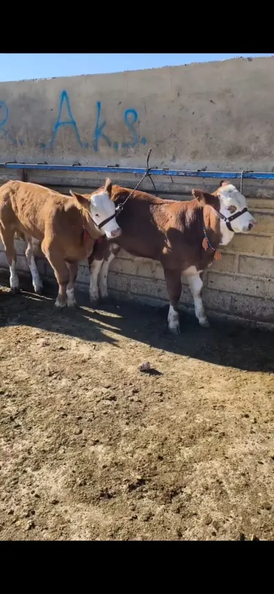 buzovlar — Heyvanlar, Quşlar, Balıqlar, Quba — şəkil 2