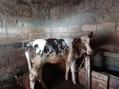 DANA — Heyvanlar, Quşlar, Balıqlar, Sabirabad — şəkil 2