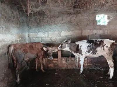 DANA — Heyvanlar, Quşlar, Balıqlar, Sabirabad