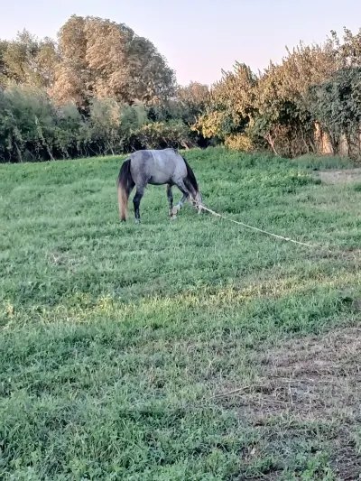AT — Heyvanlar, Quşlar, Balıqlar, Salyan