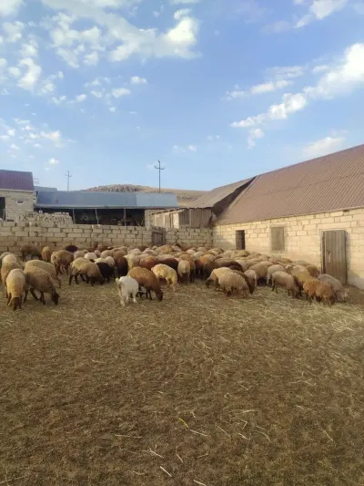 QUZULAR — Heyvanlar, Quşlar, Balıqlar, Bakı