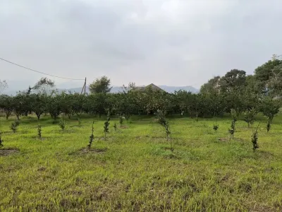 MEYVƏ BAĞI — Kənd Təsərrüfatı Əmlakı, Astara — şəkil 2