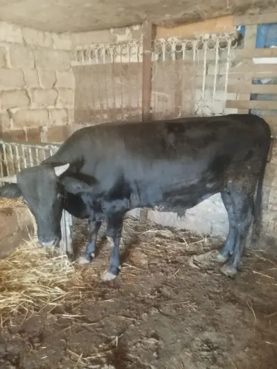 DANA — Heyvanlar, Quşlar, Balıqlar, Bakı