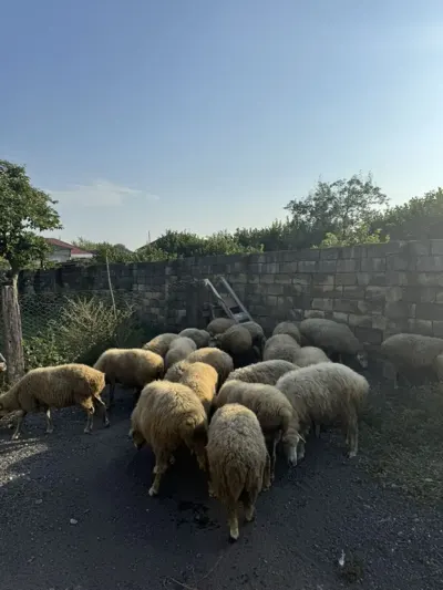 QOYUNLAR — Heyvanlar, Quşlar, Balıqlar, Qax