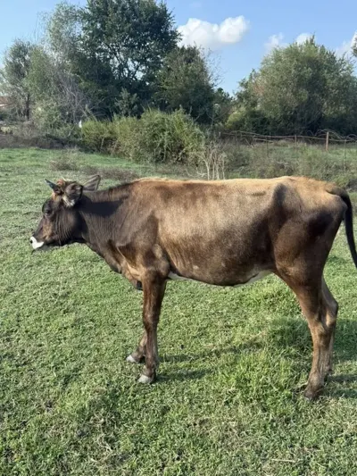 DÜYƏ — Heyvanlar, Quşlar, Balıqlar, Şamaxı