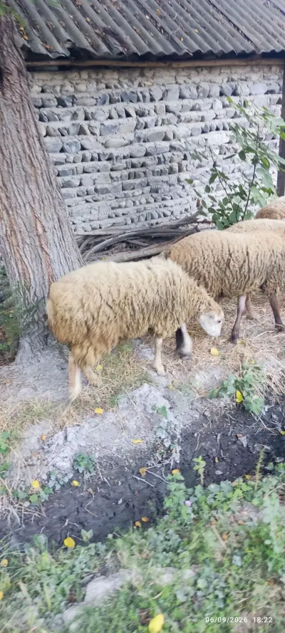 QOYUNLAR — Heyvanlar, Quşlar, Balıqlar, Ucar