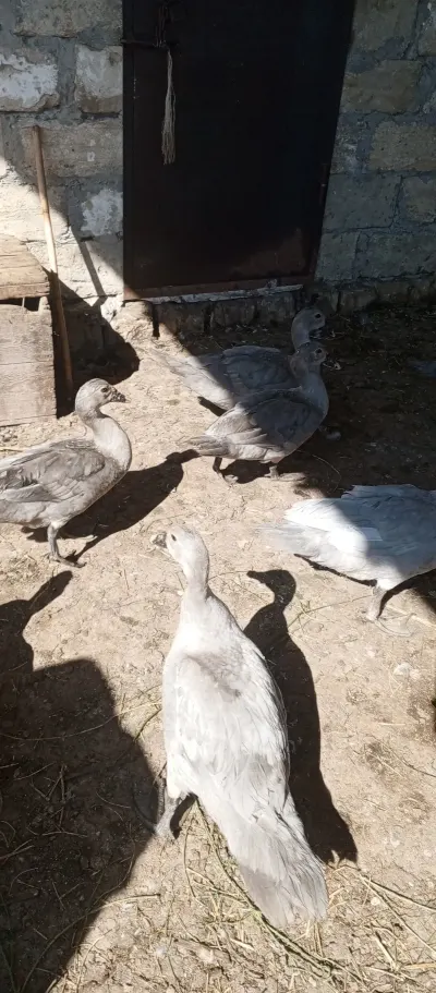 ÖRDƏKLƏR — Heyvanlar, Quşlar, Balıqlar, Sabirabad — şəkil 5