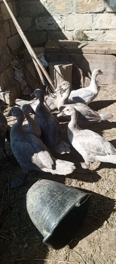 ÖRDƏKLƏR — Heyvanlar, Quşlar, Balıqlar, Sabirabad — şəkil 3