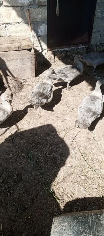 ÖRDƏKLƏR — Heyvanlar, Quşlar, Balıqlar, Sabirabad — şəkil 4