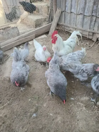 Mayalı yumurta — Heyvanlar, Quşlar, Balıqlar, Bakı — şəkil 3