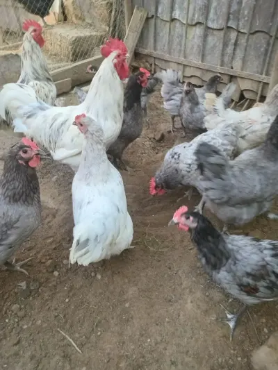 Mayalı yumurta — Heyvanlar, Quşlar, Balıqlar, Bakı