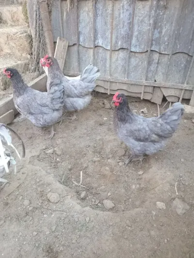 Mayalı yumurta — Heyvanlar, Quşlar, Balıqlar, Bakı — şəkil 2