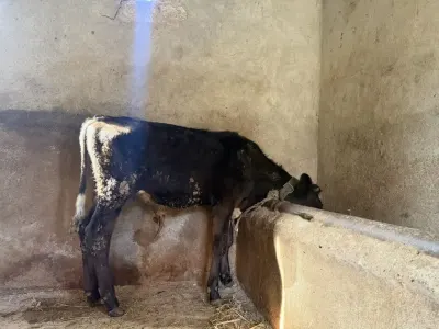 DANA — Heyvanlar, Quşlar, Balıqlar, Bakı — şəkil 3