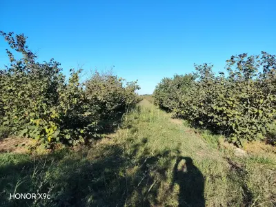 MEYVƏ BAĞI — Meyvə və Giləmeyvə, Xaçmaz