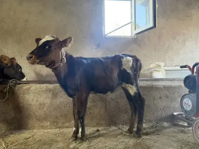 BUZOV — Heyvanlar, Quşlar, Balıqlar, Bakı — şəkil 2