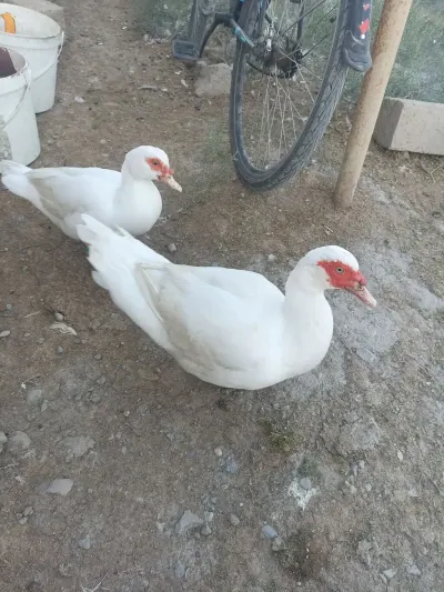 ÖRDƏKLƏR — Heyvanlar, Quşlar, Balıqlar, Bakı