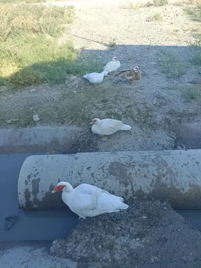ÖRDƏKLƏR — Heyvanlar, Quşlar, Balıqlar, Bakı — şəkil 2