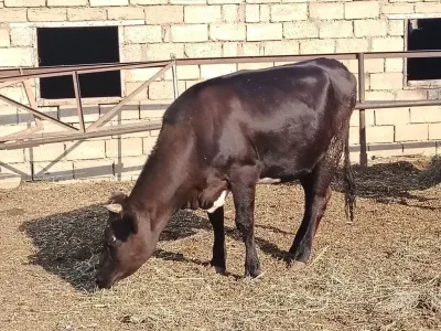 İNƏK — Heyvanlar, Quşlar, Balıqlar, Bakı — şəkil 2
