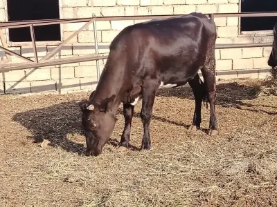 İNƏK — Heyvanlar, Quşlar, Balıqlar, Bakı