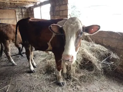 İNƏK — Heyvanlar, Quşlar, Balıqlar, Qax — şəkil 2