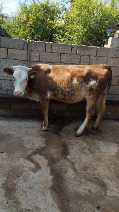 DÜYƏ — Heyvanlar, Quşlar, Balıqlar, İmişli