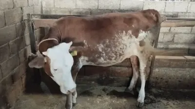 DÜYƏ — Heyvanlar, Quşlar, Balıqlar, İmişli — şəkil 4